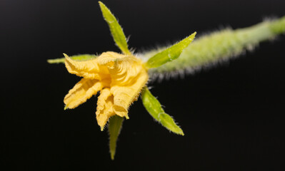 Close-up of a yellow flower on a cucumber.