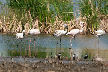 Flamant nain,.Phoeniconaias minor, Lesser Flamingo, Afrique du Sud