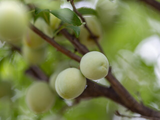 プラムの実