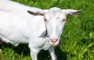 White goat grazes on the green grass