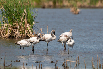 Flamant nain,.Phoeniconaias minor, Lesser Flamingo, Afrique du Sud