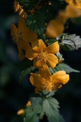 Deep Yellow Flowers of Japanese Kerria in Full Bloom