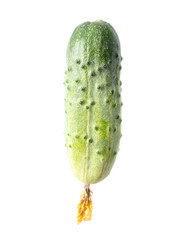 Green fresh cucumber isolated on a white