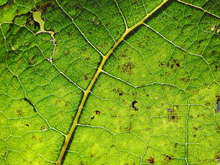 construction of leaves of green plants growing by the river called Biała in the city of Białystok in Podlasie in Poland