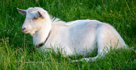 Fototapeta premium White goat grazes on the green grass