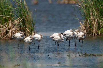 Flamant nain,.Phoeniconaias minor, Lesser Flamingo, Afrique du Sud