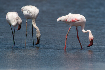Fototapeta na wymiar Flamant nain,.Phoeniconaias minor, Lesser Flamingo, Afrique du Sud