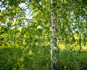 Birch in the forest in summer.