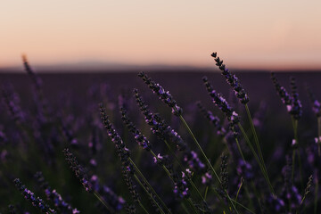 Entre chien et loup dans les champs de lavande en Provence