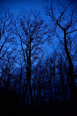 Winter Early Morning in forest