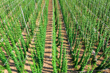Growing hops on the field for use in brewing, aerial view