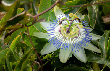 flower green nature beauty.
