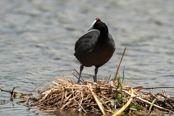 Foulque caronculée, .Fulica cristata, Red knobbed Coot