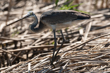Héron mélanocéphale,.Ardea melanocephala, Black headed Heron, Afrique du Sud