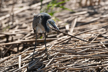 Héron mélanocéphale,.Ardea melanocephala, Black headed Heron, Afrique du Sud