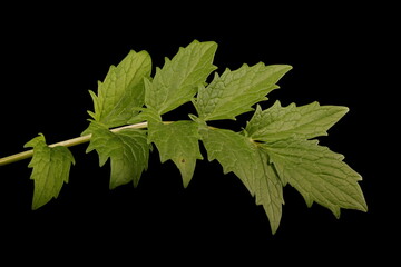 Common Valerian (Valeriana officinalis). Leaf Closeup