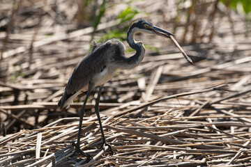 Fototapeta premium Héron mélanocéphale,.Ardea melanocephala, Black headed Heron, Afrique du Sud