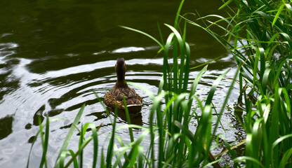 ducks swim in the river close to the shore