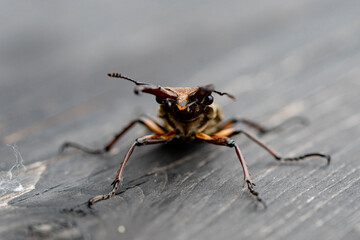 Beetle　 isolated macro