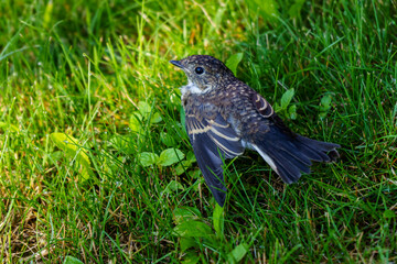 Obraz premium Ouzel chick unable to fly fell out of the nest