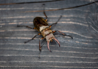 Beetle　 isolated macro