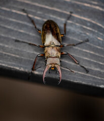 Beetle　 isolated macro