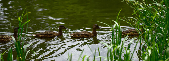 ducks swim in the river close to the shore