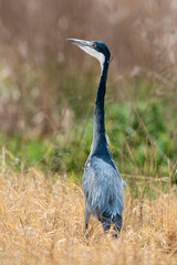 Obraz premium Héron mélanocéphale,.Ardea melanocephala, Black headed Heron, Afrique du Sud