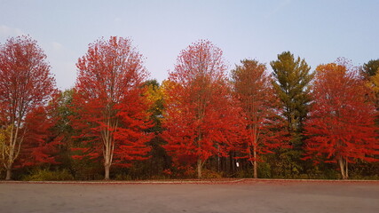 Naklejka premium autumn in the park