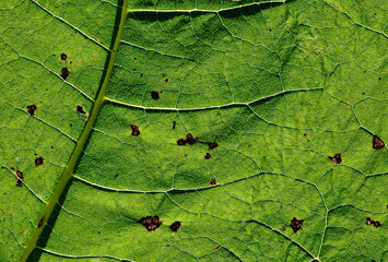 construction of leaves of green plants growing by the river called Biała in the city of Białystok in Podlasie in Poland