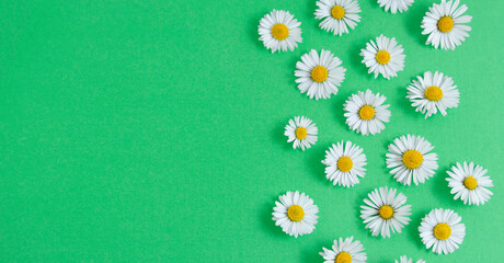 Fototapeta premium Chamomile daisy flowers on green background. Summer, spring Banner.