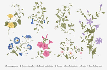 Vintage vector botanical illustration. Set. Climbing plants. Colorful - obrazy, fototapety, plakaty