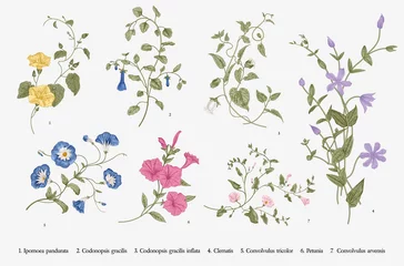 Fotobehang Vintage vector botanical illustration. Set. Climbing plants. Colorful © OlgaKorneeva