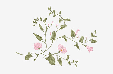 Vintage vector botanical illustration. Convolvulus arvensis. ..