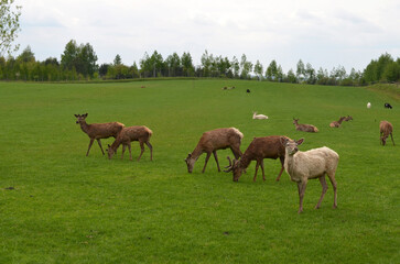 Naklejka na ściany i meble herd of deer in the meadow