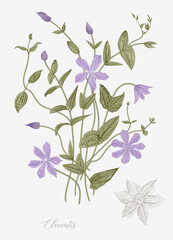 Vintage vector botanical illustration. Clematis.