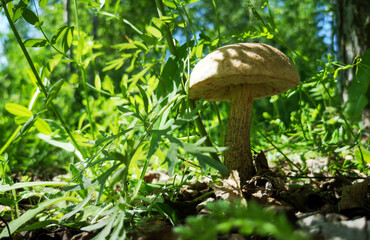 Edible mushroom grows in the forest.