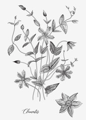 Vintage vector botanical illustration. Clematis. Black and white