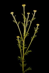 Yellow Chamomile (Cota tinctoria). Young Synflorescence Closeup