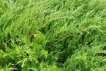 Closeup of a creeping green juniper shrub as background