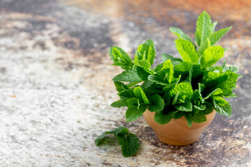 Fresh mint herb heap, green menthol leaves for mojito or summer cocktails.