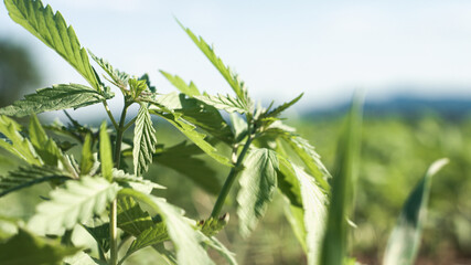 Fototapeta premium Cannabis hemp plants growing in the farm field with sun shining for cbd products.