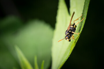 A European Paper Wasp pauses on a leaf in Taylor Creek Park in Toronto, Ontario, where they are an invasive species.