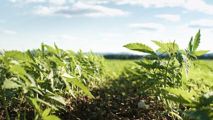 Cannabis hemp plants growing in the farm field with sun shining for cbd products.