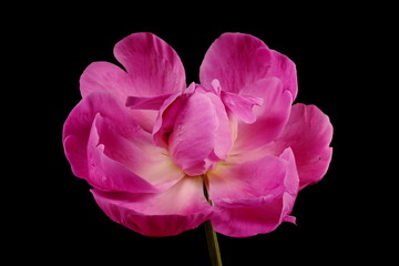 Chinese Peony (Paeonia lactiflora). Flower Closeup