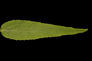 Spiked Rampion (Phyteuma spicatum). Cauline Leaf Closeup