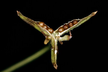 Heath Dog Violet (Viola canina). Mature Fruit Closeup