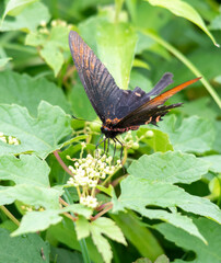 Butterfly　insect　macro

