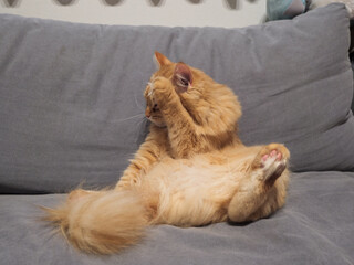 ソファに座る猫（マンチカン）