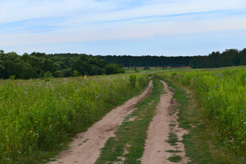 Fototapeta na wymiar a dirt road along the fields